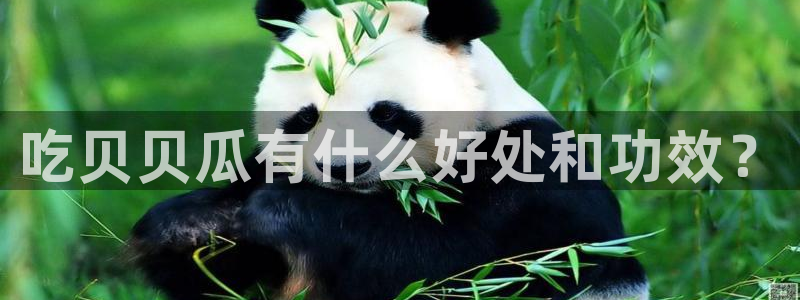 51吃瓜网张津瑜：吃贝贝瓜有什么好处和功效？